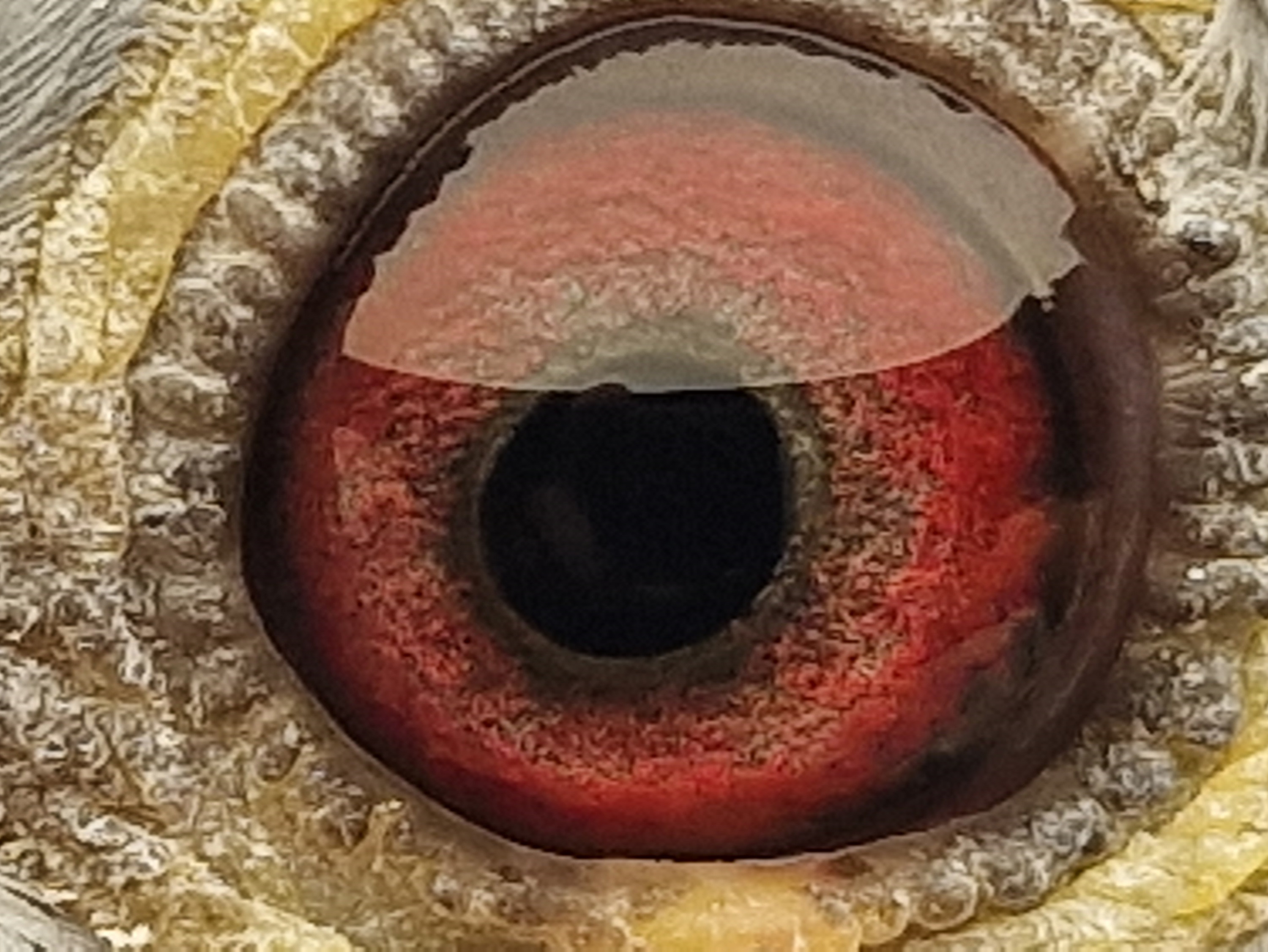 Pigeon eye
